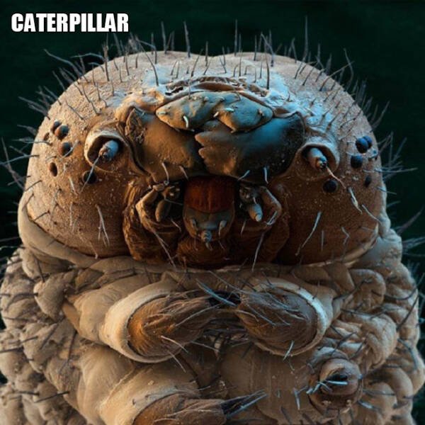 Different Creatures Under The Microscope (18 pics)