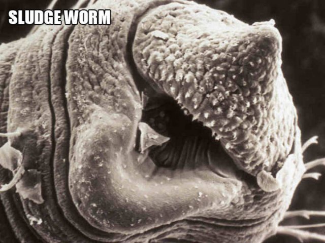 Different Creatures Under The Microscope (18 pics)
