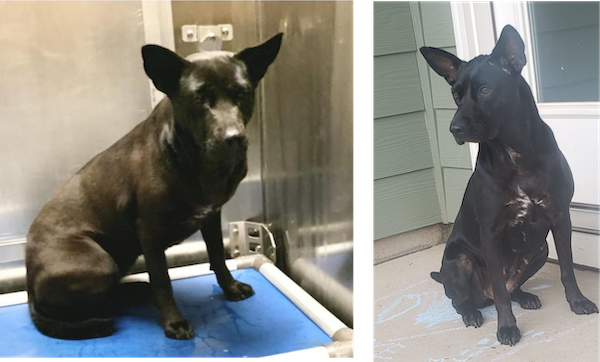 Homeless Animals Before And After They Found Their Home (33 pics)