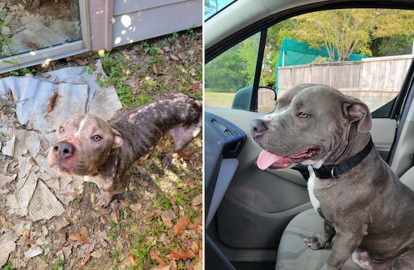 Homeless Animals Before And After They Found Their Home (33 pics)
