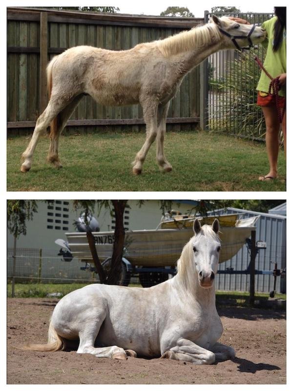 Homeless Animals Before And After They Found Their Home (33 pics)