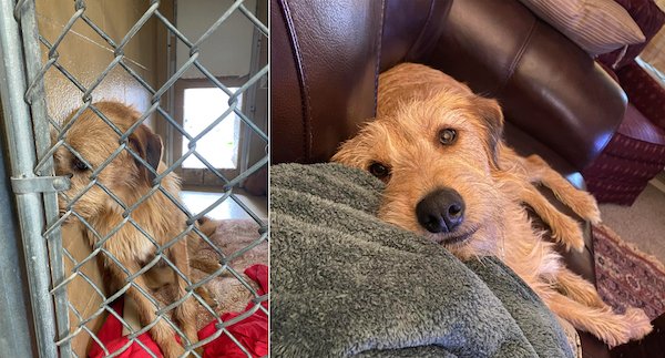 Homeless Animals Before And After They Found Their Home (33 pics)