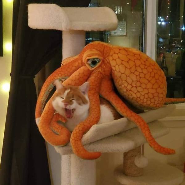 Funny Cats (48 pics)