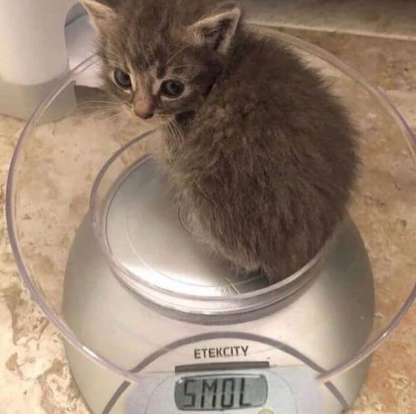 Funny Cats (48 pics)