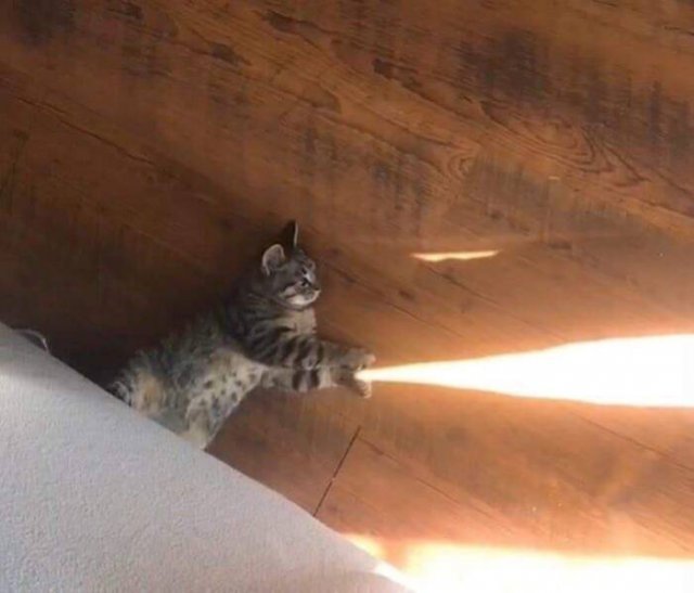 Funny Cats (48 pics)