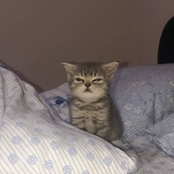 Funny Cats (48 pics)