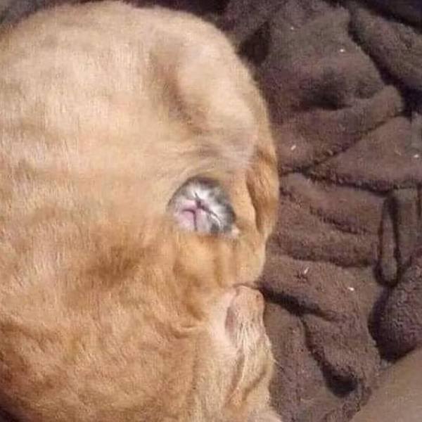 Funny Cats (48 pics)