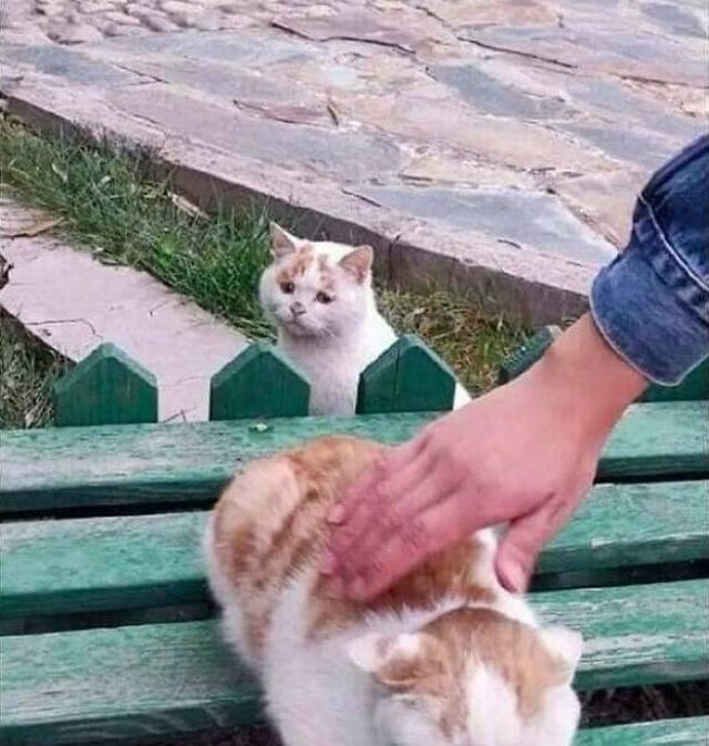Funny Cats (48 pics)