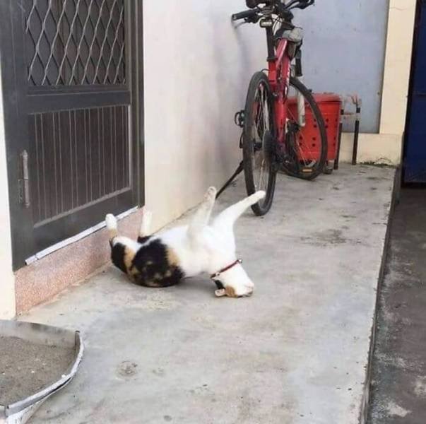 Funny Cats (48 pics)