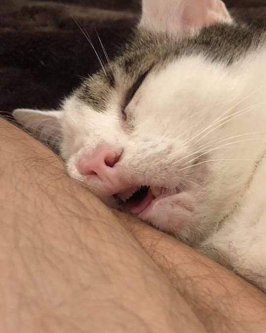 Funny Cats (48 pics)