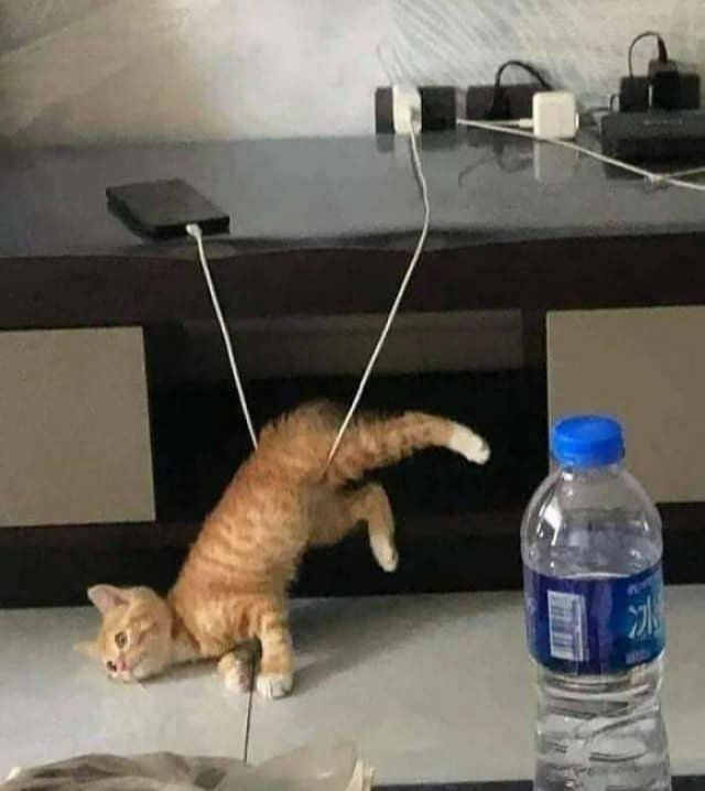 Funny Cats (48 pics)