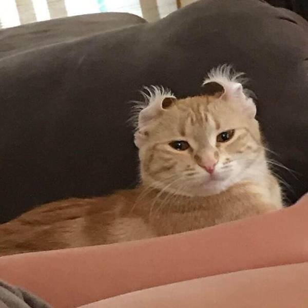 Funny Cats (48 pics)