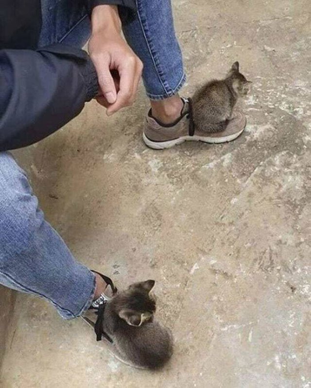 Funny Cats (48 pics)
