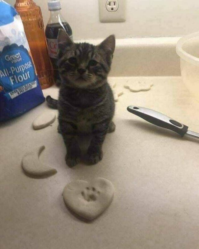 Funny Cats (48 pics)