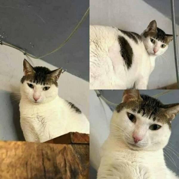 Funny Cats (48 pics)