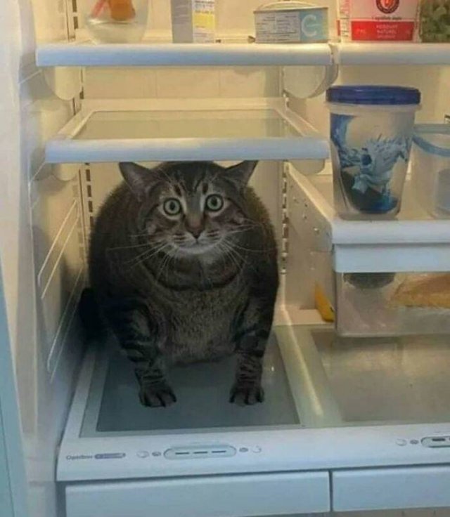 Funny Cats (48 pics)
