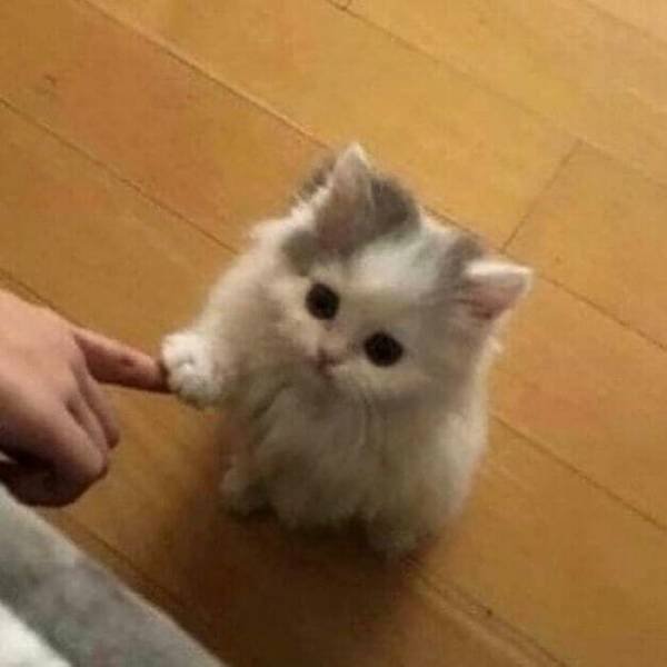 Funny Cats (48 pics)