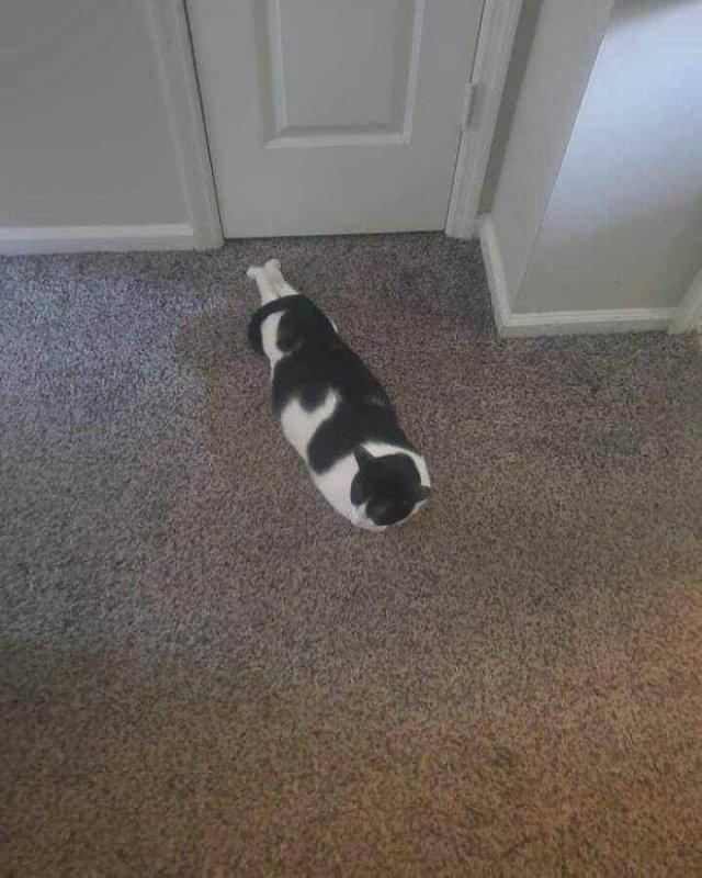 Funny Cats (48 pics)