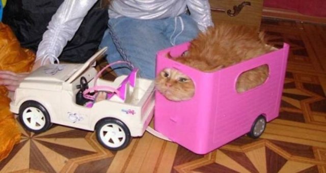 Funny Cats (48 pics)
