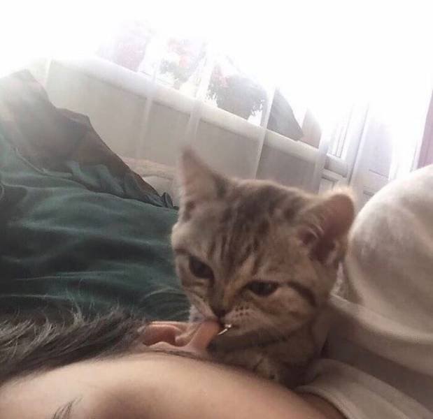 Funny Cats (48 pics)