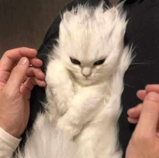 Funny Cats (48 pics)