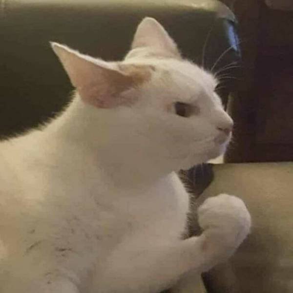Funny Cats (48 pics)