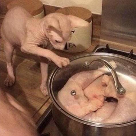 Funny Cats (48 pics)