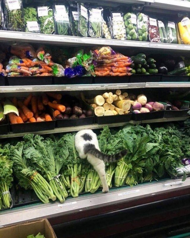 Funny Cats (48 pics)