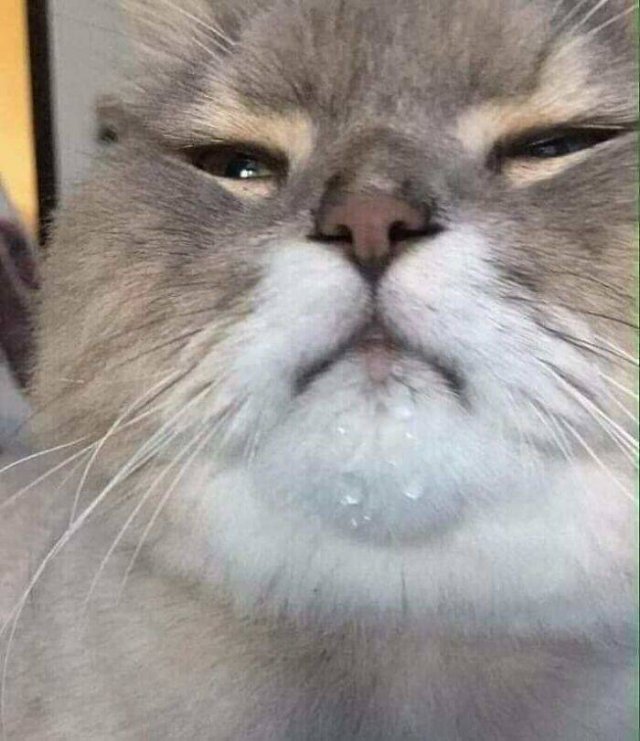 Funny Cats (48 pics)