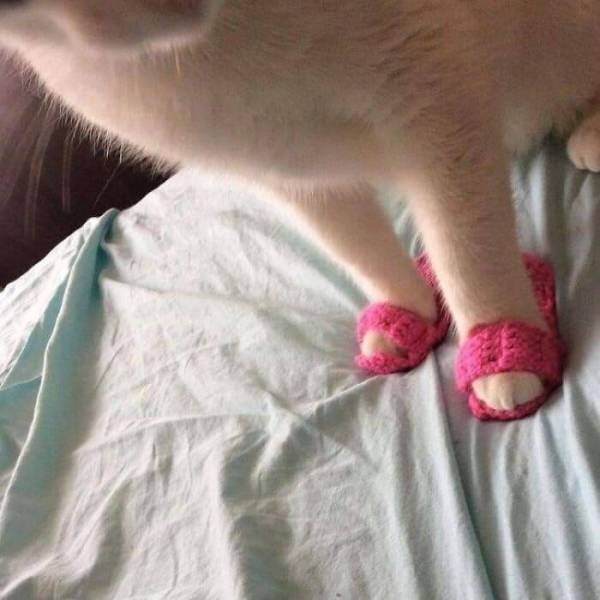 Funny Cats (48 pics)