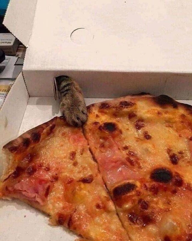 Funny Cats (48 pics)