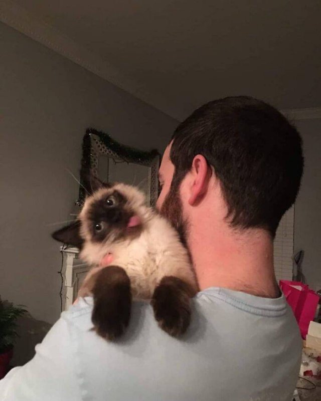 Funny Cats (48 pics)
