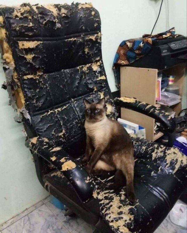 Funny Cats (48 pics)