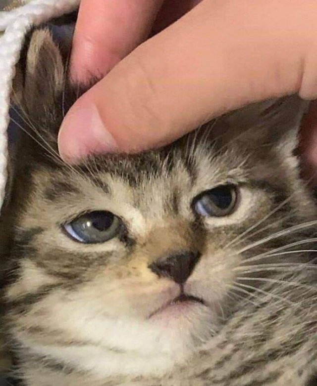 Funny Cats (48 pics)