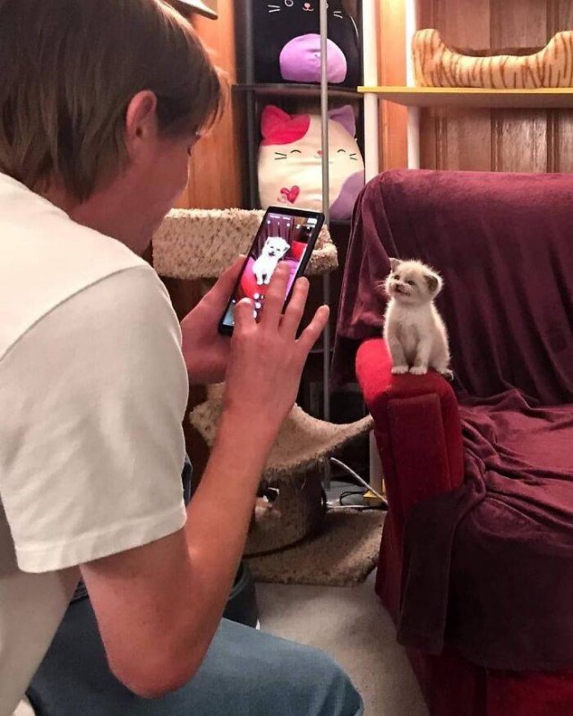 Funny Cats (48 pics)