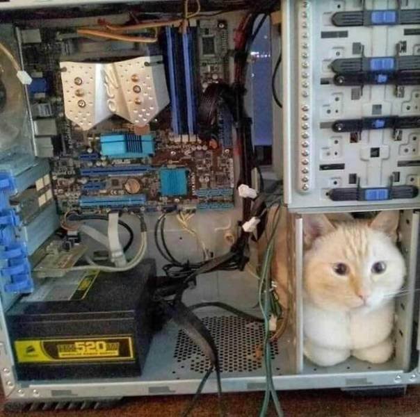 Funny Cats (48 pics)