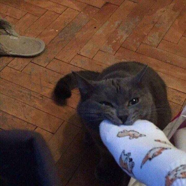 Funny Cats (48 pics)