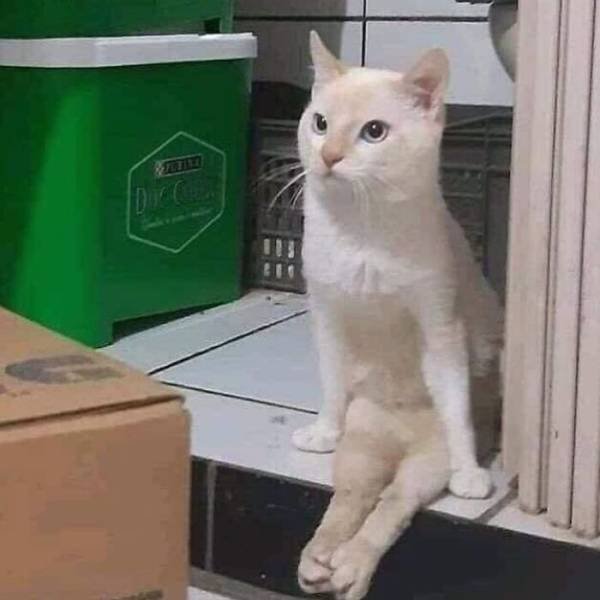 Funny Cats (48 pics)
