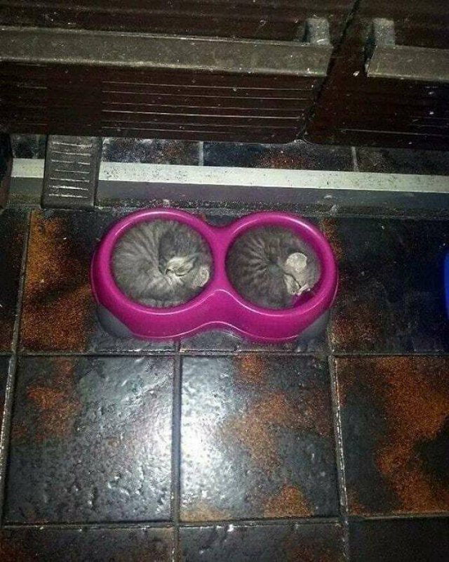 Funny Cats (48 pics)