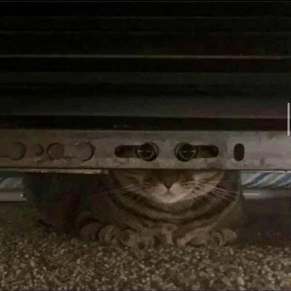 Funny Cats (48 pics)