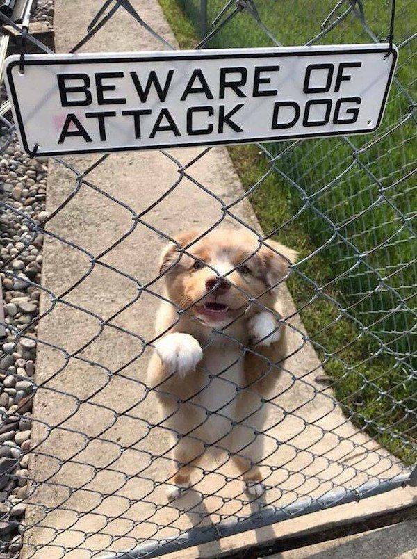 Funny Animals (34 pics)