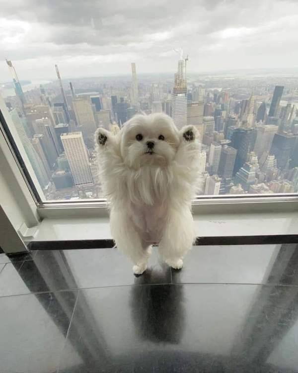 Funny Animals (34 pics)