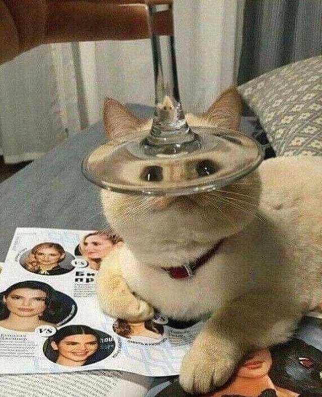 Cute Cats (48 pics)