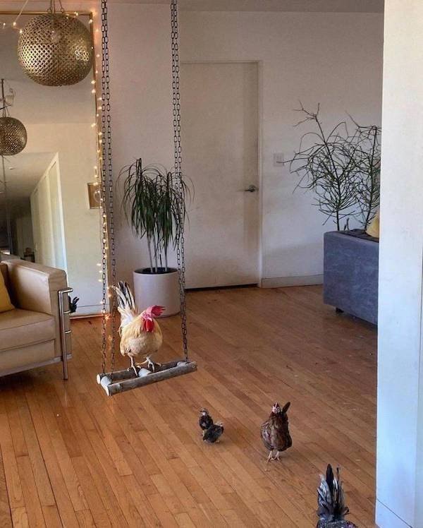 Funny Animals (34 pics)