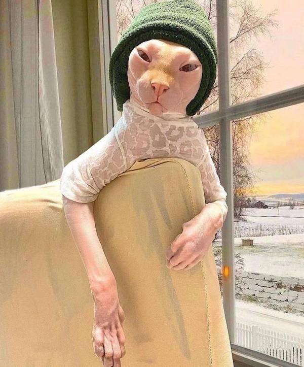 Funny Animals (34 pics)