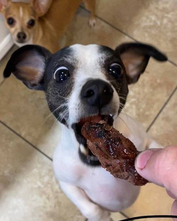 Funny Animals (34 pics)