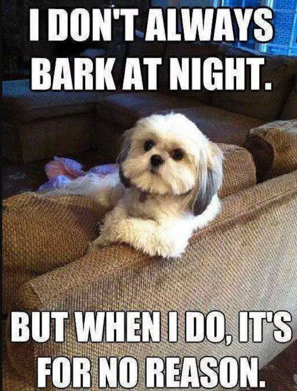 Funny Animals (34 pics)