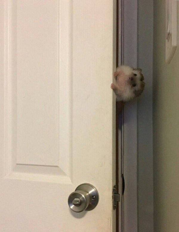 Funny Animals (34 pics)