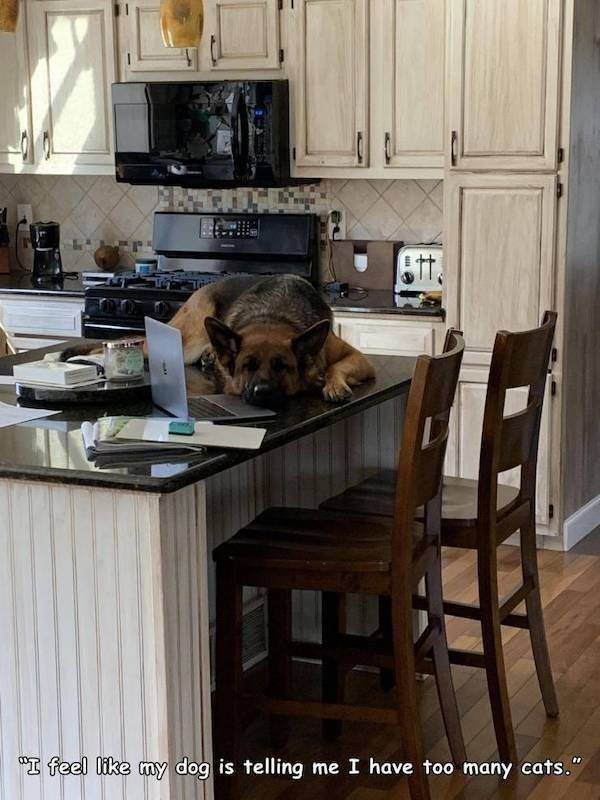 Funny Animals (34 pics)