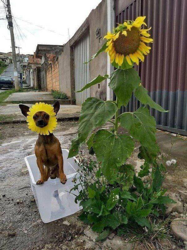 Funny Animals (34 pics)